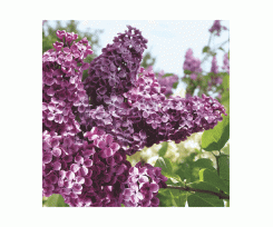 Набор декупажных салфеток МАКИ Сирень 33x33 см 18.5 г / м2 20 шт (SLWI002101)